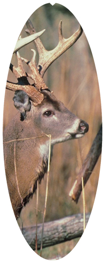 DNSA18-302 White Tail Crusing